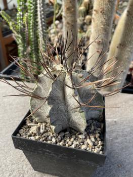 Astrophytum capricorne niveum